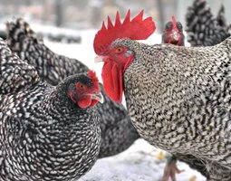 Oeufs fécondés de Coucou de Rennes (pure race) 🪶 5+1 gratuit 🥚