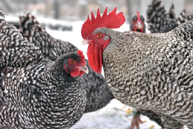 Oeufs fécondés de Coucou de Rennes (pure race) 🪶