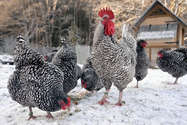 Oeufs fécondés de Coucou de Rennes (pure race) 🪶