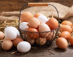 Œufs à couver toutes races confondues.