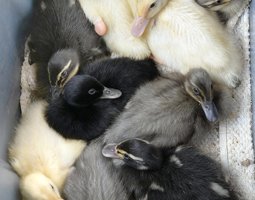 Oeufs fécondés de Canards Coureurs Indiens 🪶