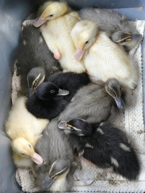 Oeufs fécondés de Canards Coureurs Indiens 🪶