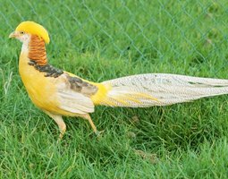 Faisan Doré Isabelle mâle