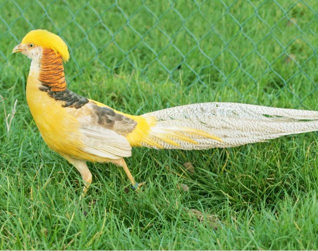 Faisan Doré Isabelle mâle