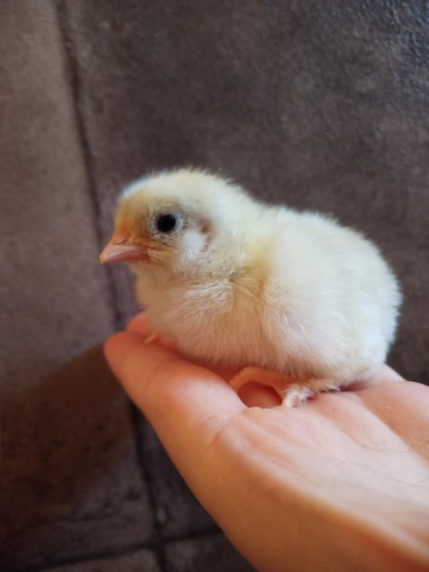 Meusienne saumoné grande race Tata cocottes