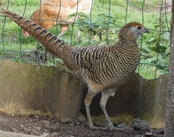 Faisan De Lady Amherst femelle