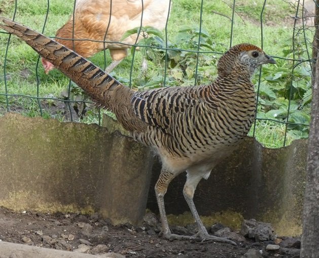 Faisan De Lady Amherst femelle