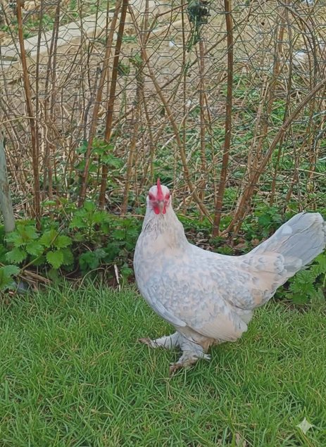 Sabelpoot porcelaine isabelle race naine Tata cocottes