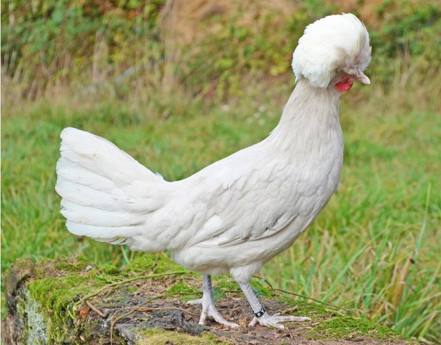 Hollandaise Huppée Kaki