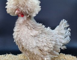 Hollandaise Huppée Kaki frisée