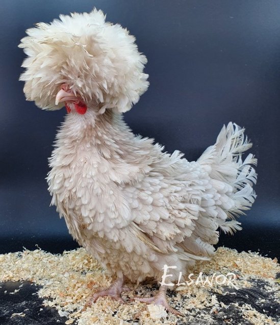 Hollandaise Huppée Kaki frisée