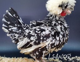 Hollandaise Huppée noir caillouté blanc frisé