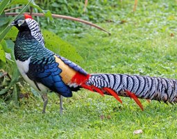 Faisan De Lady Amherst mâle