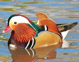 Canard Mandarin mâle