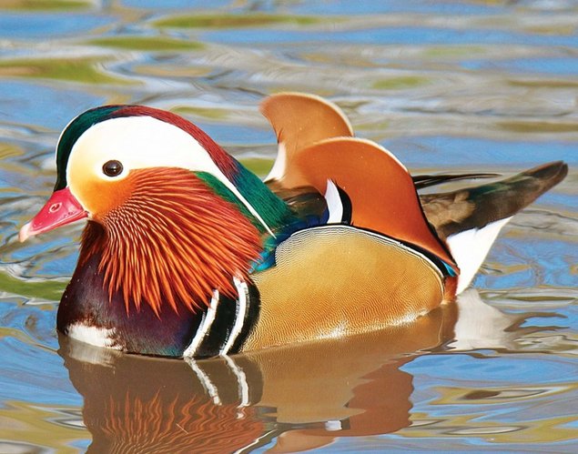 Canard Mandarin mâle