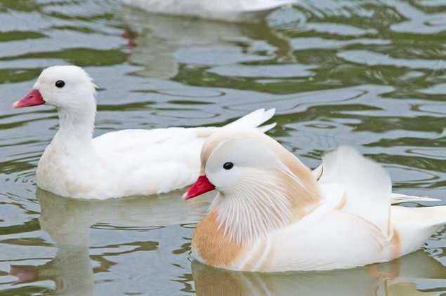 Canard Mandarin Blanc femelle