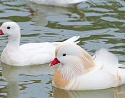Canard Mandarin Blanc mâle