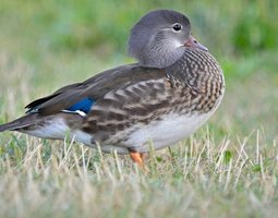 Canard Mandarin femelle