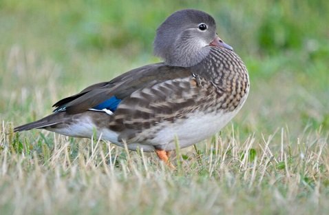 Canard Mandarin femelle
