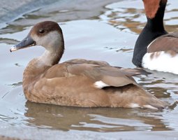 Nette rousse femelle