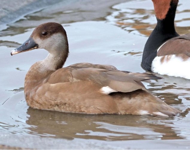 Nette rousse femelle