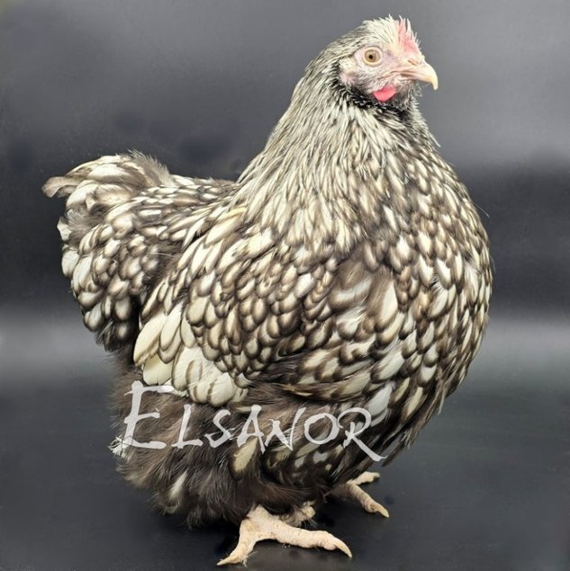 Orpington Argenté liseré noir