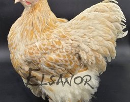 Orpington Fauve liseré blanc