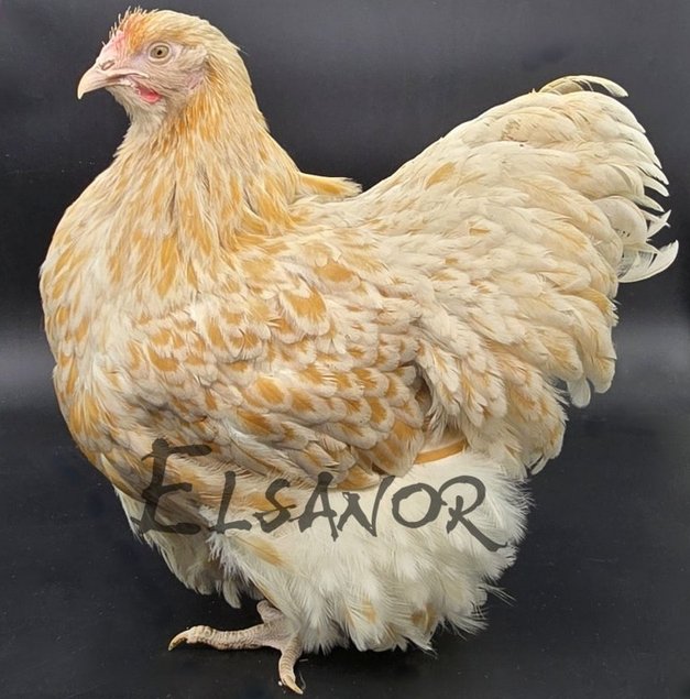 Orpington Fauve liseré blanc