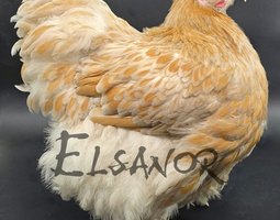 Orpington Fauve liseré bleu