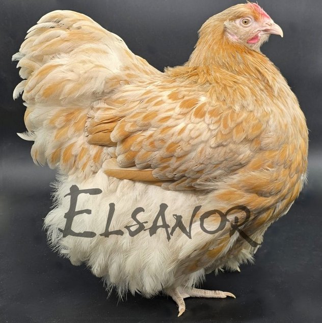 Orpington Fauve liseré bleu