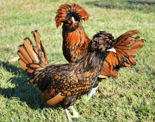 Padoue Naine Doré Liseré Noir