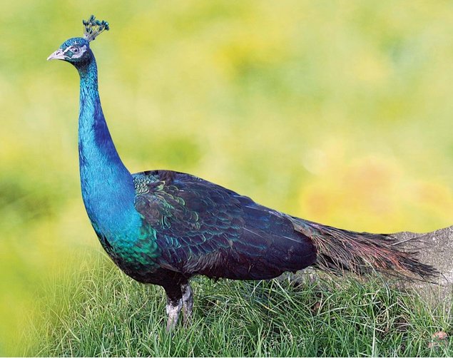 Paon Nigripenne mâle