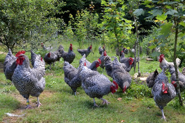 Oeufs fécondés de Coucou de Rennes (pure race) 🪶