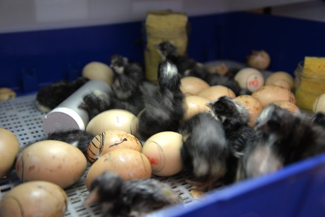 Oeufs fécondés de Coucou de Rennes (pure race) 🪶 5+1 gratuit 🥚