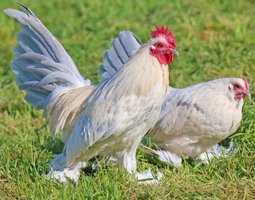 Sabelpoot Porcelaine Isabelle