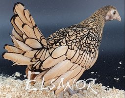 Sebright citronnée liseré noir