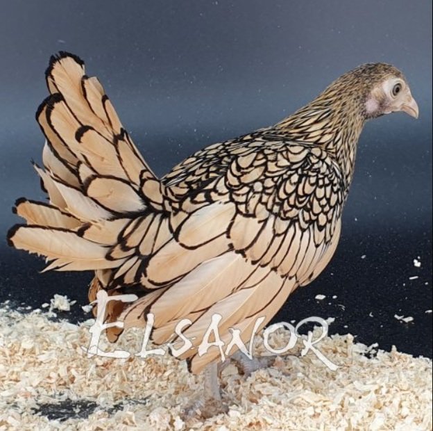 Sebright citronnée liseré noir