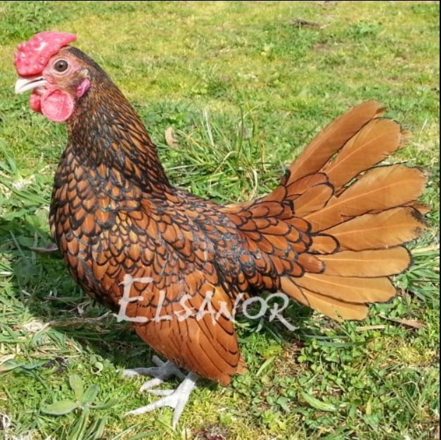 Sebright doré liseré noir