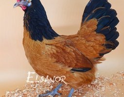 Vorwek fauve herminé noir