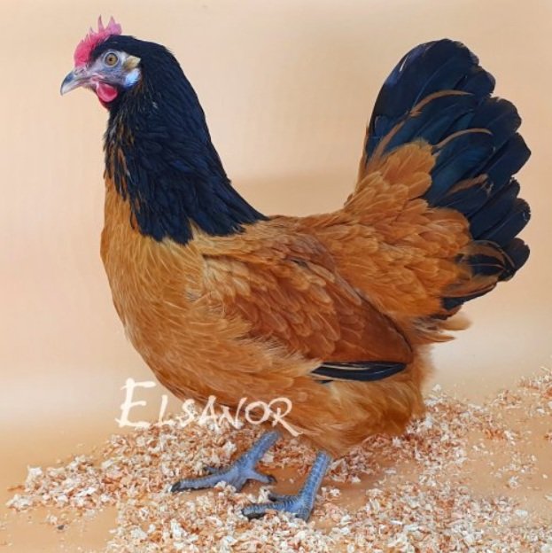 Vorwek fauve herminé noir