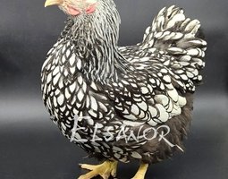 Wyandotte Grande Race argenté liseré noir