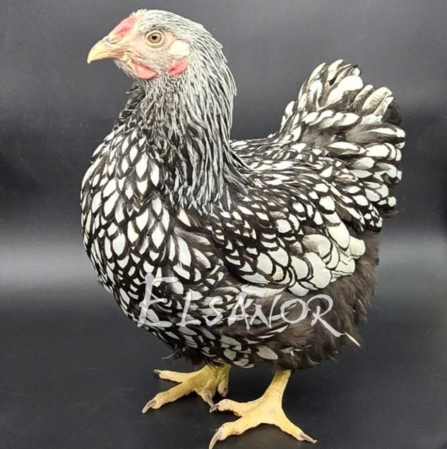 Wyandotte Grande Race argenté liseré noir