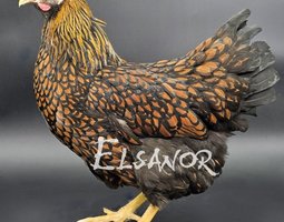 Wyandotte Grande Race doré liseré noir