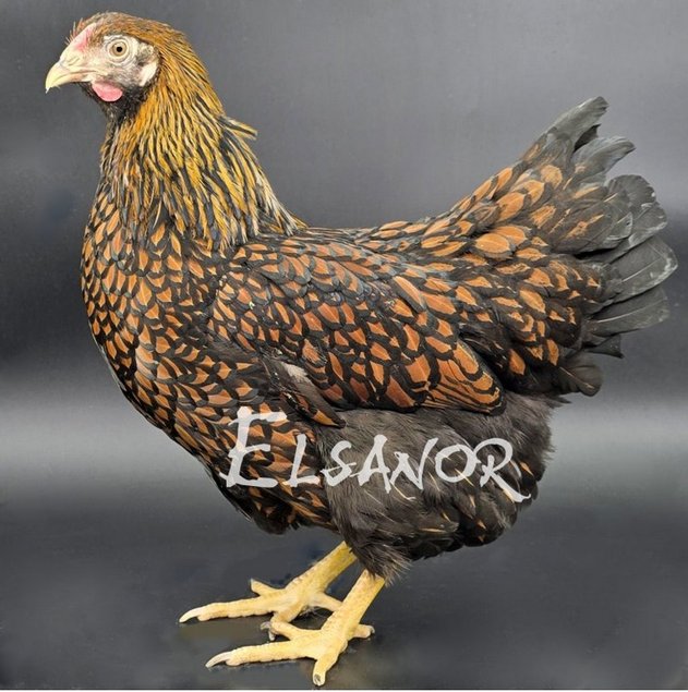 Wyandotte Grande Race doré liseré noir