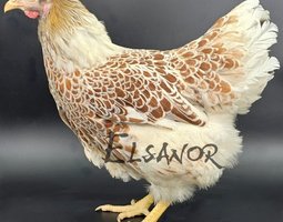 Wyandotte Grande Race doré liseré blanc
