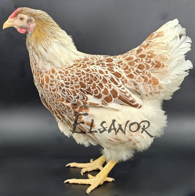 Wyandotte Grande Race doré liseré blanc