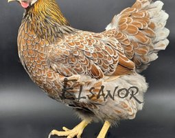 Wyandotte Grande Race doré liseré bleu