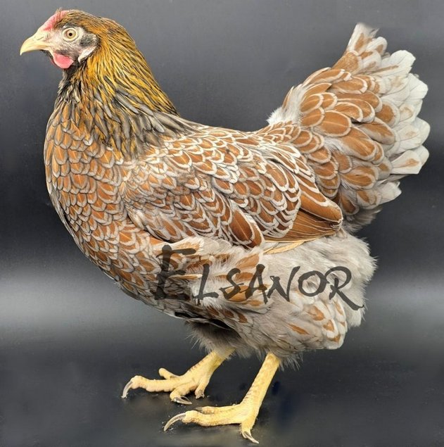 Wyandotte Grande Race doré liseré bleu