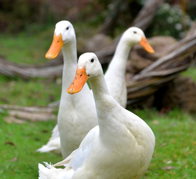 Oeufs fécondés - Canard coureur indien blanc (pure race) 🪶