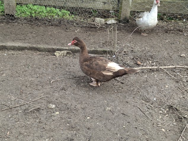 Canards de barbarie, mixte de variétées